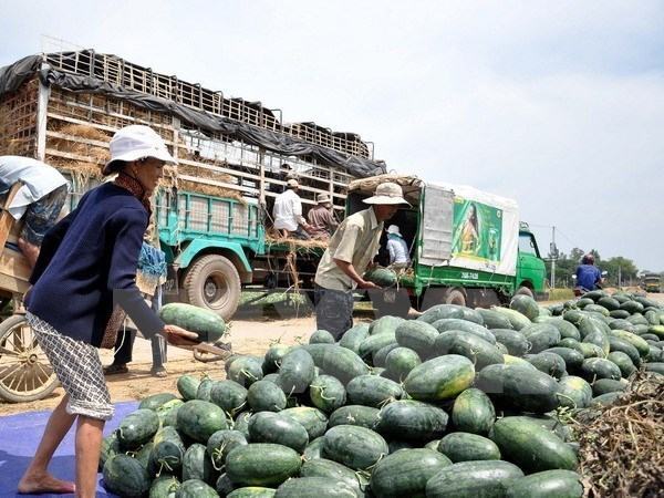 Không có chuyện Tỉnh đoàn Quảng Ngãi ăn chặn tiền bán dưa hấu