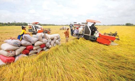 Không gian phát triển lúa gạo