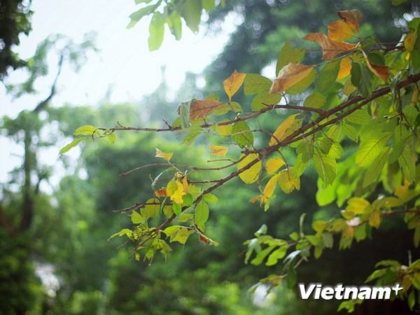 Không khí lạnh tăng cường, Bắc Bộ và Trung Bộ mưa trở lại