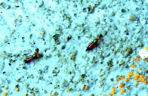 Sinh viên nội thành cũng gặp phải kiến ba khoang