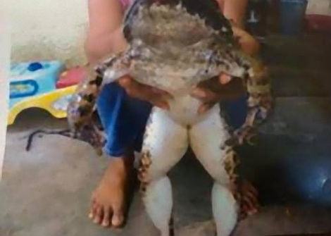 Kinh ngạc ch&uacute; ếch nặng 20kg, to bằng học sinh cấp 1