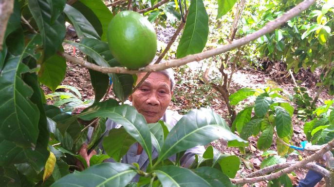 Lạ lùng vú sữa màu vàng óng, cho trái quanh năm