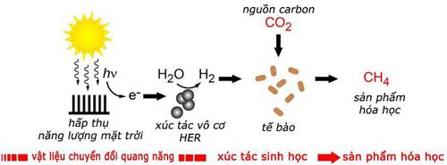 la-nhan-tao-san-xuat-xang-1