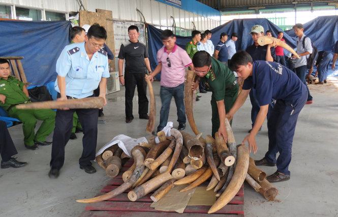 Lại phát hiện gần 500kg ngà voi trong 2 container  