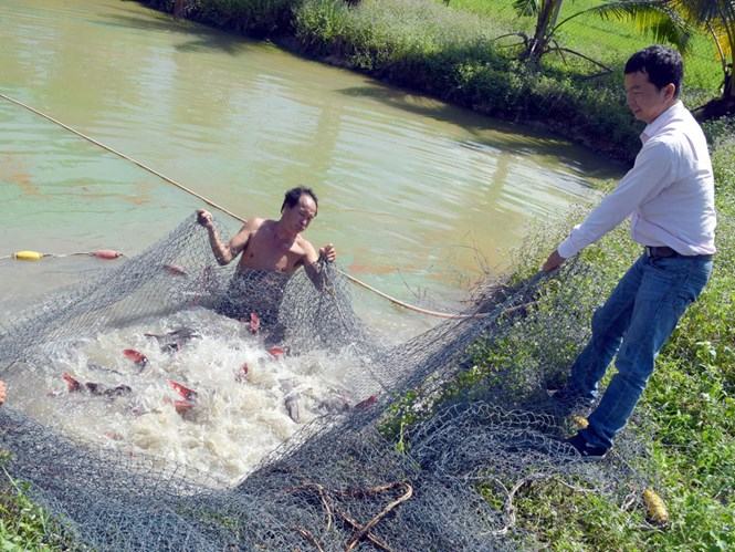 Nguyễn Trung Hiếu (phải) ở trại cá giống của mình  /// Ảnh: Lê Thanh