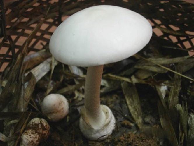 Làm sao để nhận diện nấm độc?