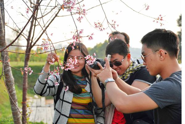 Lần đầu tiên tổ chức Ngày hội Hoa anh đào Đà Lạt