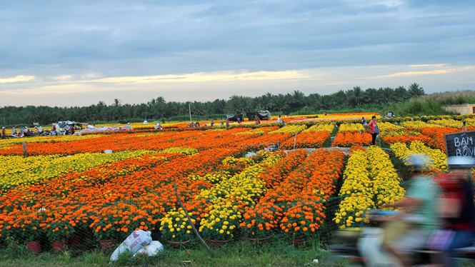 ​Làng hoa Cái Mơn nhộn nhịp 