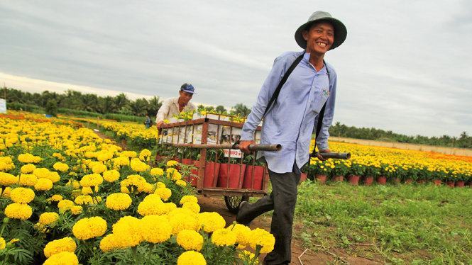 ​Làng hoa Cái Mơn nhộn nhịp 