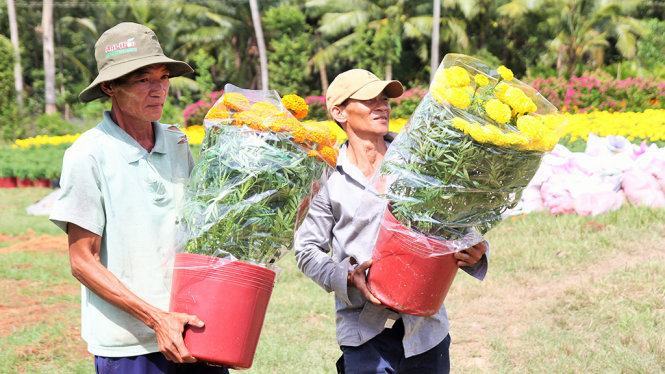 ​Làng hoa Cái Mơn nhộn nhịp 