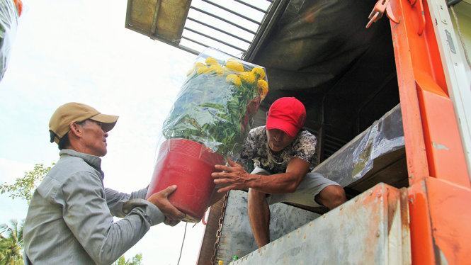 ​Làng hoa Cái Mơn nhộn nhịp 