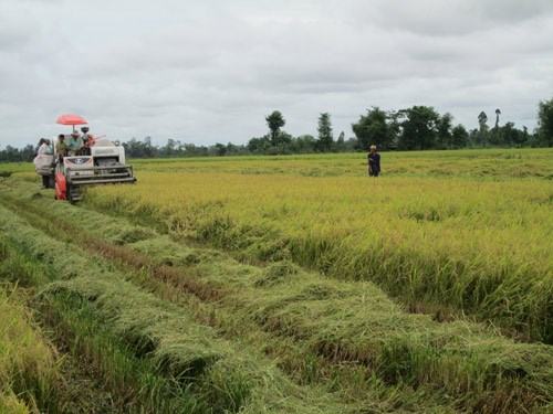 Lãng phí hàng ngàn tỉ đồng từ vựa lúa