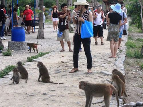 Lễ hội khỉ 2015 tại Khu du lịch đảo Khỉ