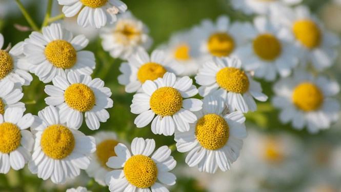 Loại bỏ cơn đau nửa đầu bằng phương pháp tự nhiên