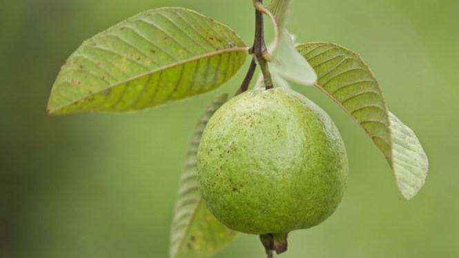 Ổi chữa nhiều bệnh /// Ảnh: Shutterstock