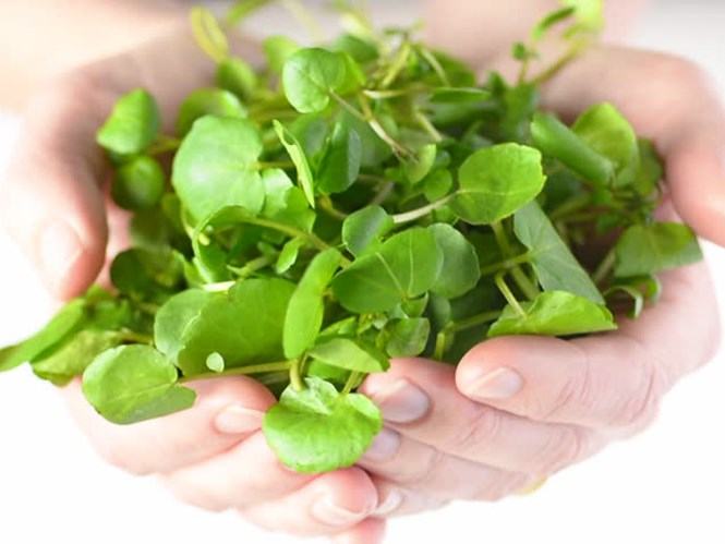 Cải xoong giúp ngừa ung thư, tiểu đường…   /// Ảnh: Shutterstock