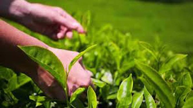 Lợi ích tuyệt vời của chiết xuất trà xanh