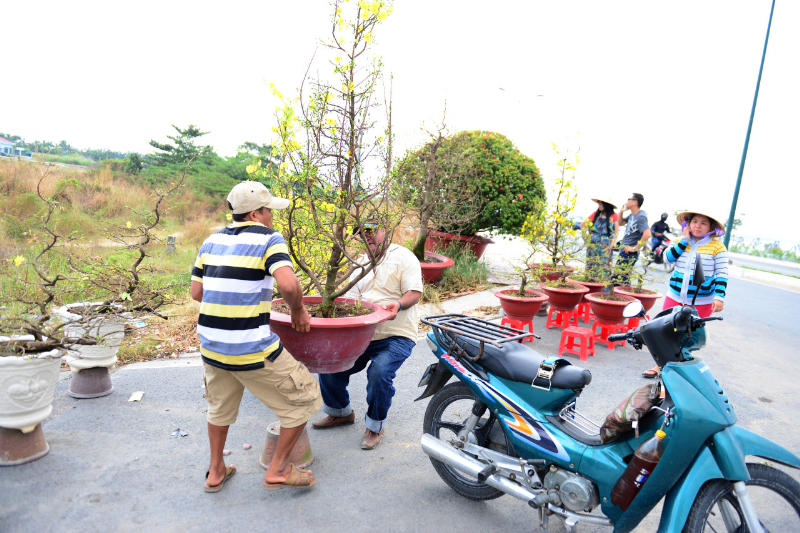 Mai Sài Gòn tỏa đi các nơi 