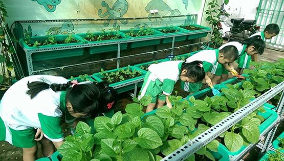 Trẻ học kỹ năng sống qua chăm sóc rau