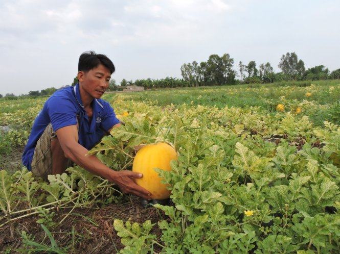 Mất mùa dưa tết 