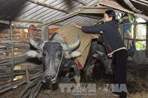 Miền Bắc duy trì rét đậm, vùng núi có nơi dưới 10 độ C