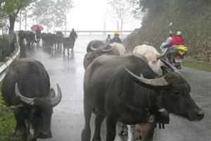 Miền núi phía Bắc có sương muối, nhiệt độ xuống dưới 2 độ C