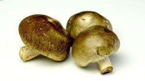 Mỗi ngày ăn một chén nấm giúp xương, tuyến giáp khỏe