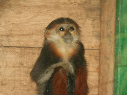 Một sinh viên giải cứu cá thể voọc khỏi tay thợ săn