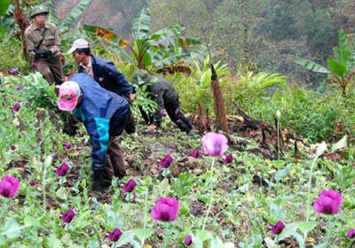 Một xã trồng tới hơn 12.000 m2 thuốc phiện