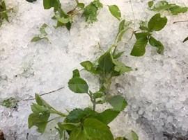 Mưa đá to bất ngờ đổ sầm sập xuống vùng giáp ranh Điện Biên và Sơn La