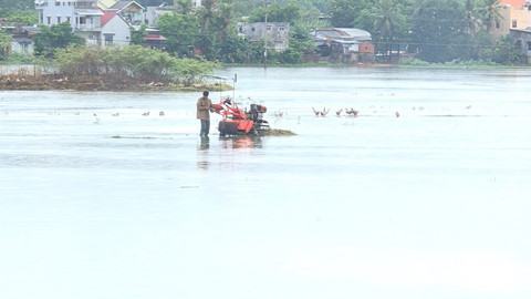 Mưa lớn nhấn chìm hàng ngàn héc ta lúa hè thu ở Quảng Ngãi - ảnh 1