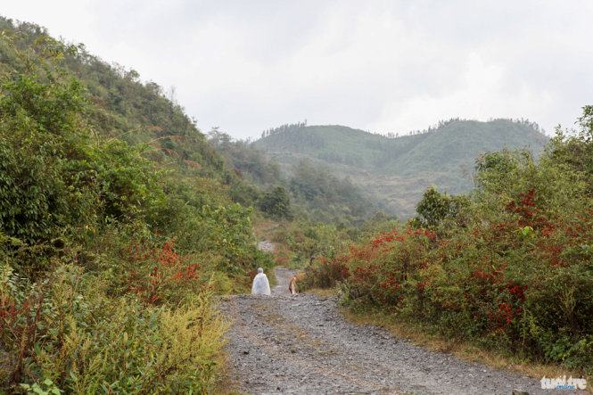 Mùa "quả tình" trên cao nguyên đá 