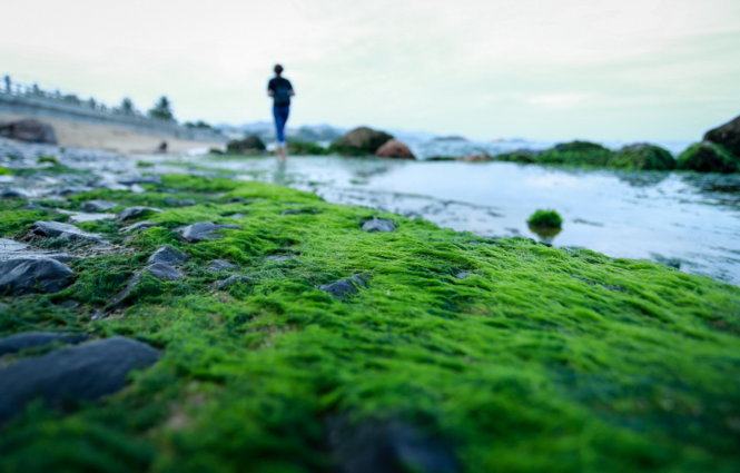 Mùa rêu xanh giữa lòng phố biển Nha Trang 