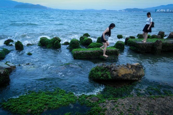 Mùa rêu xanh giữa lòng phố biển Nha Trang 