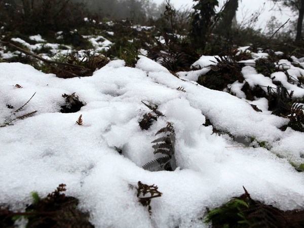 Mưa tuyết không ảnh hưởng nhiều đến hoa màu và gia súc ở Lào Cai