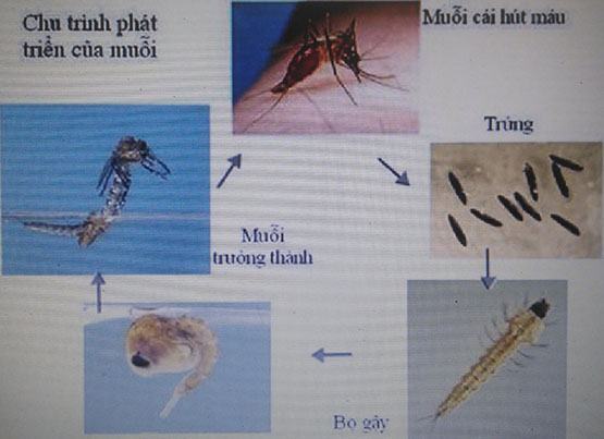 Nhận biết loại muỗi gây sốt xuất huyết