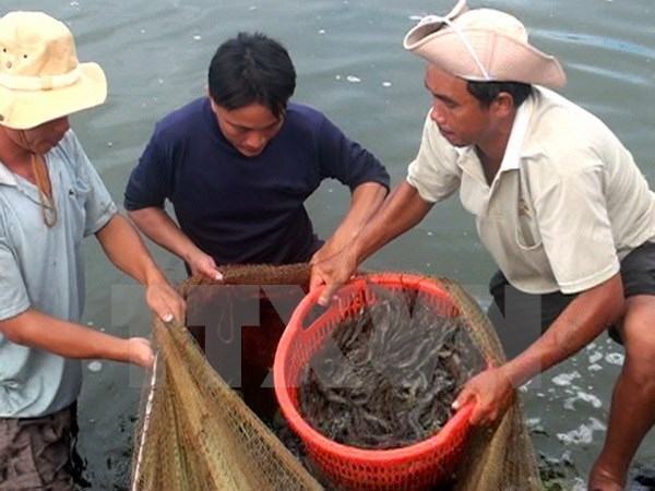 Nắng nóng bất thường ở Bạc Liêu làm tôm chết hàng loạt