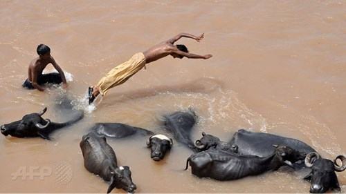 Nắng nóng ở Ấn Độ, 130 người chết - ảnh 1