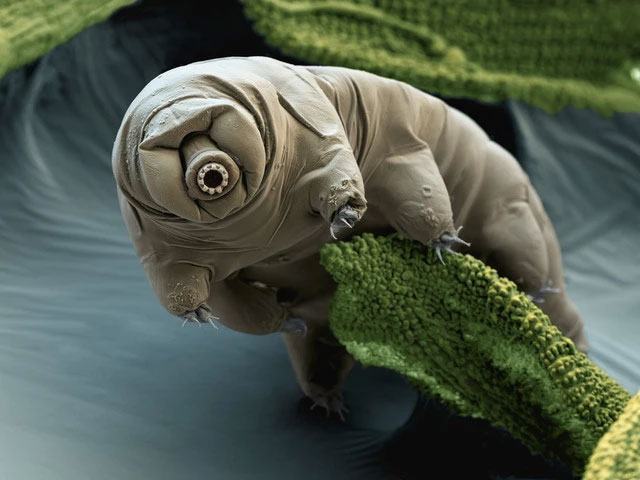 Tardigrades được coi là sinh vật bé nhỏ quái dị và "sống dai" bậc nhất trên Trái đất.