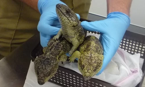 Australia bỏ tù hai công dân Nhật Bản vì buôn lậu thằn lằn