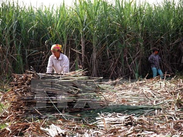 Ngành mía đường đứng trước “bài toán” thiếu hụt nguyên liệu