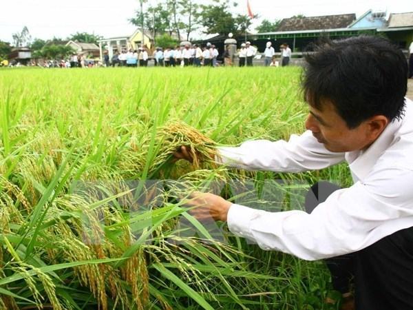 Ngành nông nghiệp giảm khoảng 100.000ha đất trồng lúa năm nay