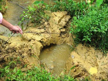 Nghệ An: Voi rừng xuất hiện, người dân khiếp đảm