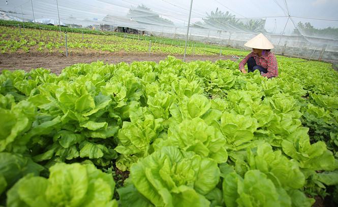 VN chủ yếu trồng rau ăn lá, chưa đầu tư nhiều rau ăn củ /// Ảnh: Ngọc Dương