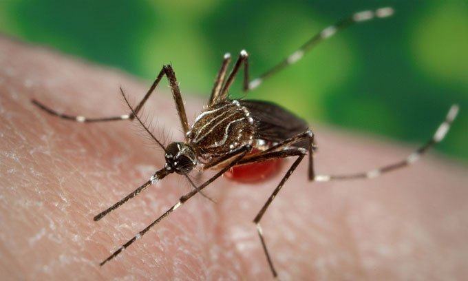 Muỗi vằn (Aedes aegypti) gây bệnh cho người.