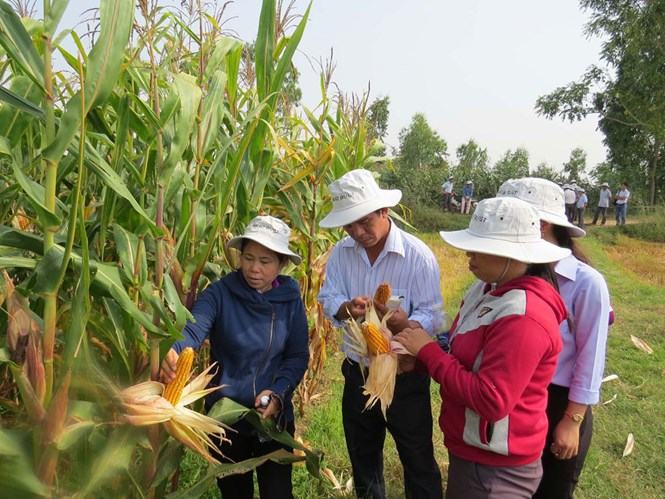 Nông dân xã Hòa Tân Tây trồng cây ngô lai đem lại thu nhập cao
 /// Ảnh: Đức Huy