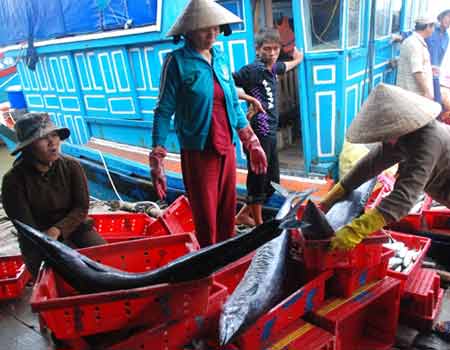 Ngư dân bám biển Hoàng Sa hân hoan vì bội thu