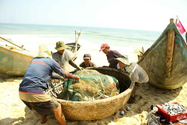 Ngư dân Quảng Nam được mùa cá trích