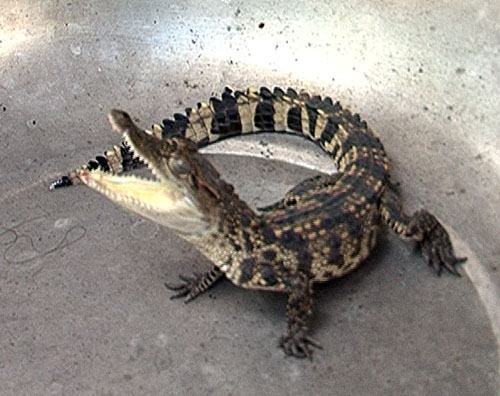 Người dân bắt được cá sấu con trên sông