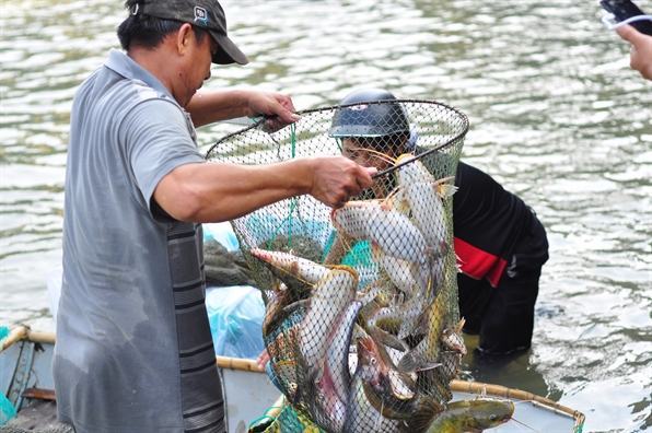 Nguoi dan do xo di bat ca khung khi thuy dien Tri An ngung xa lu